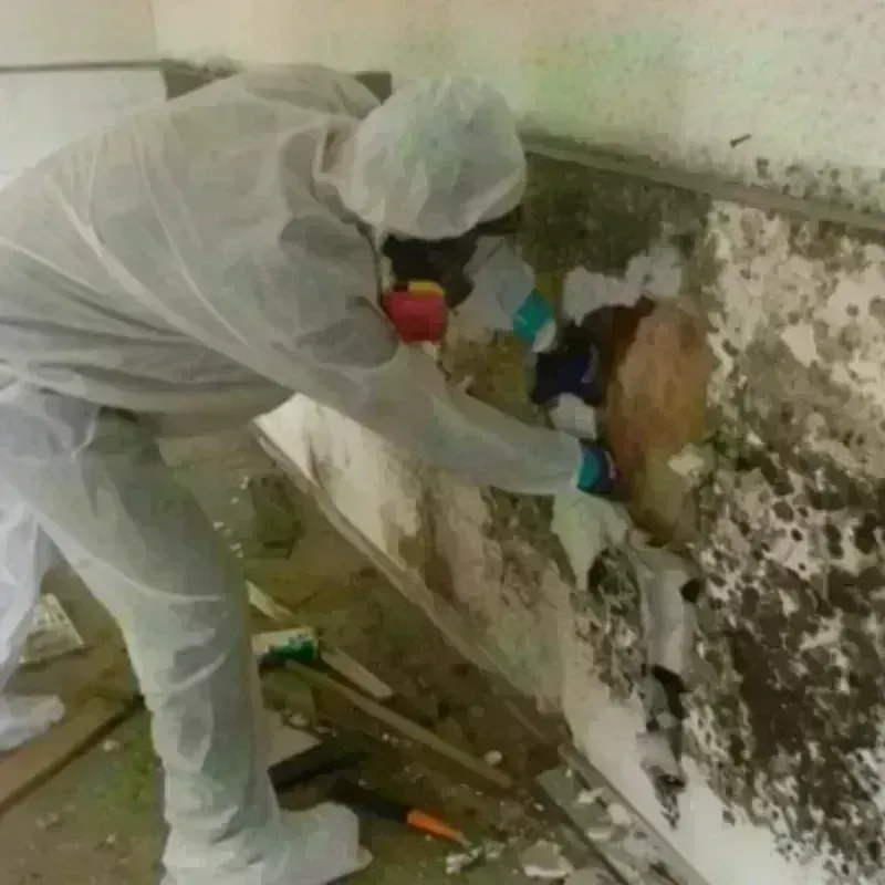 Mold Remediation and Removal in Maxton, NC